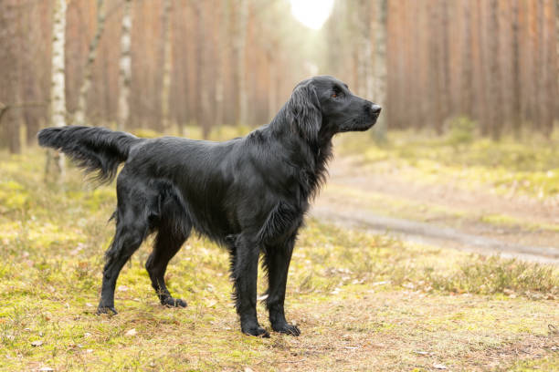 photo chien: Flat Coated Retriever